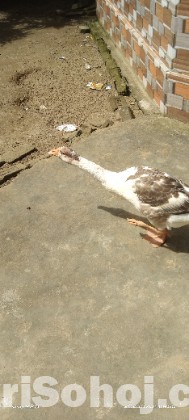 রাজহাঁস।